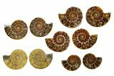 Cut & Polished Ammonite Fossils - 1 1/4" Size - Photo 2
